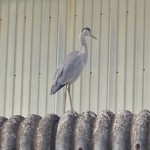 IMG_1800
